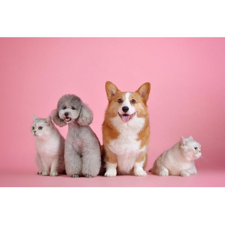 pets gc308329d7 1920 min 1024x683 1 750x500 - lifepet.care 33% Offer use This Coupon Code